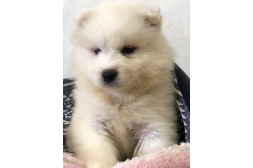 サモエドの子犬を探す ブリーダーナビ サモエドの子犬を探す ブリーダーナビ