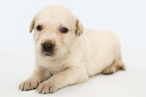 神奈川県でラブラドールレトリーバーの子犬を探す ブリーダーナビ 神奈川県でラブラドールレトリーバーの子犬を探す ブリーダーナビ