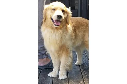 販売中のゴールデンレトリーバーの親犬