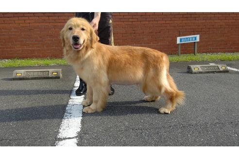販売中のゴールデンレトリーバーの親犬
