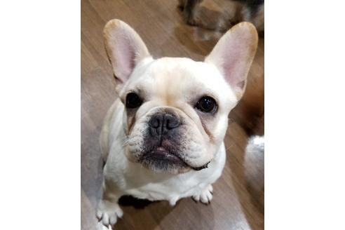 販売中のフレンチブルドッグの親犬
