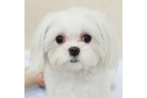 販売中のマルチーズの親犬