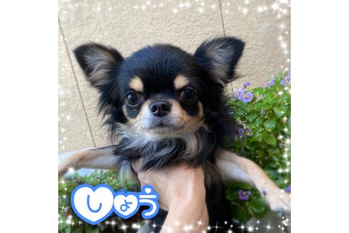 販売中のチワワ(ロングコート)の親犬