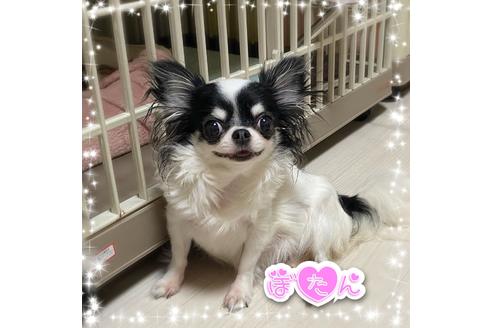 販売中のチワワ(ロングコート)の親犬