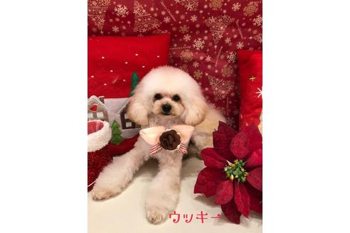販売中のトイプードルの親犬