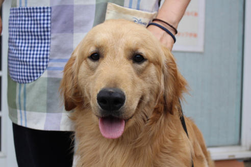 販売中のゴールデンレトリーバーの親犬