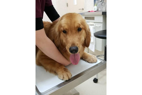 販売中のゴールデンレトリーバーの親犬