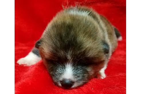 北海道の秋田犬 男の子 21 06 07生まれ 虎毛 子犬id ブリーダーナビ