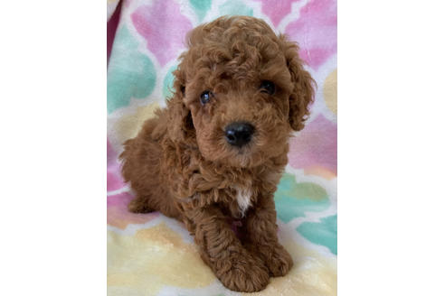 子犬を探す ページ目 ブリーダーナビ 子犬を探す ページ目 ブリーダーナビ
