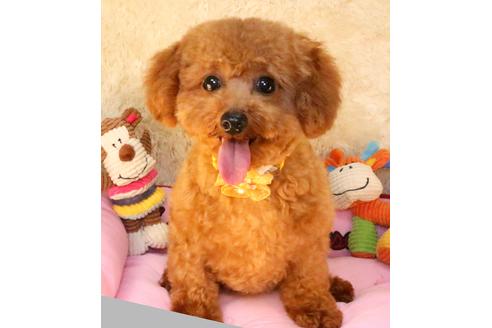 販売中のトイプードルの親犬