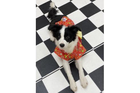 販売中のボーダーコリーの親犬