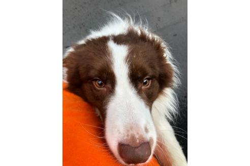 販売中のボーダーコリーの親犬