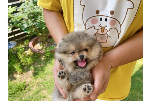 岐阜県のポメラニアン 女の子 21 04 22生まれ 祖父は10国チャンピオン 耳とマズルが小さい長毛 子犬id ブリーダーナビ