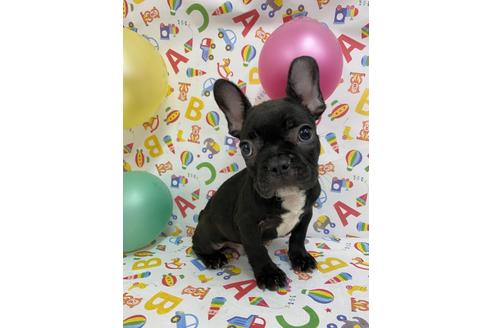 千葉県のフレンチブルドッグ 男の子 21 03 30生まれ バットマン耳 U ェ U 子犬id ブリーダーナビ