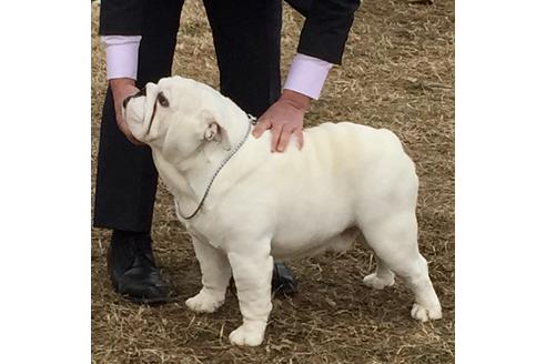 販売中のブルドッグの親犬
