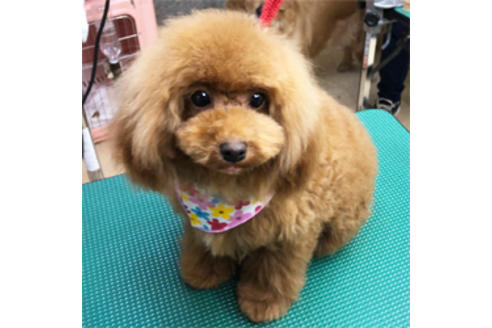 販売中のマルプー:マルチーズ×トイプードルの親犬