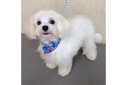 販売中のマルプー:マルチーズ×トイプードルの親犬