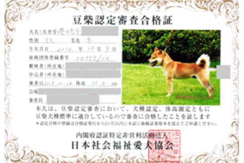 販売中の豆柴の親犬
