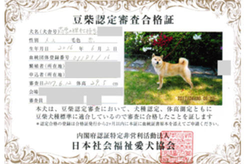 販売中の豆柴の親犬