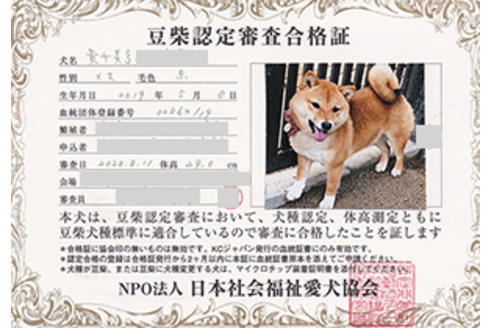 販売中の豆柴の親犬