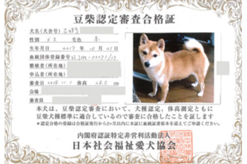 販売中の豆柴の親犬