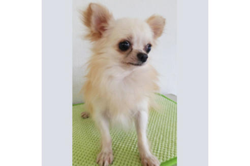 販売中のポメチワ:ポメラニアン×チワワの親犬