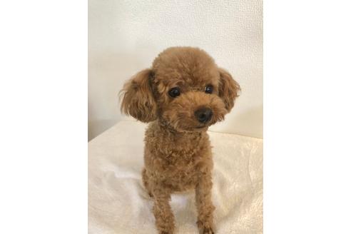 販売中のトイプードルの親犬