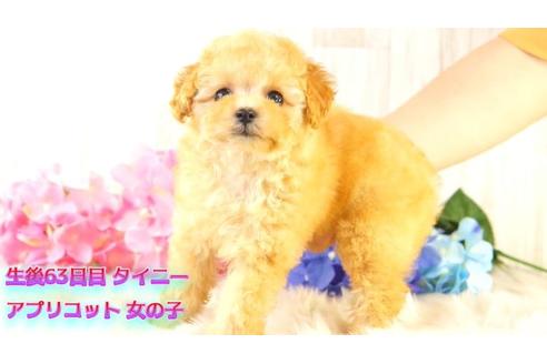 香川県のタイニープードル 女の子 21 04 24生まれ お鼻の短いクリクリお目々の女の子 子犬id 1398 ブリーダーナビ