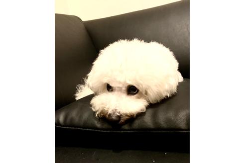 販売中のミックス犬の親犬
