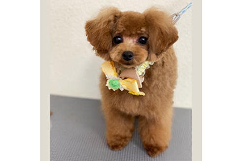 販売中のタイニープードルの親犬