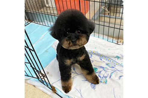販売中のミックス犬の親犬