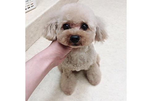 販売中のタイニープードルの親犬