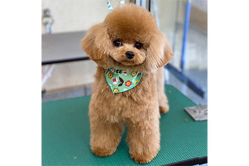 販売中のティーカッププードルの親犬
