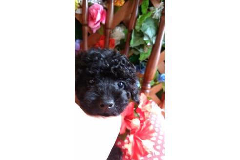 鹿児島県でトイプードルの子犬を探す ブリーダーナビ 鹿児島県でトイプードルの子犬を探す ブリーダーナビ
