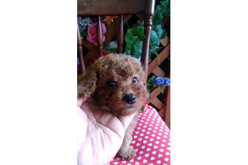 鹿児島県のトイプードル 女の子 21 03 25生まれ 大人しく可愛い女の子 子犬id ブリーダーナビ