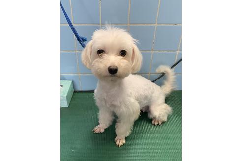 販売中のマルプー:マルチーズ×トイプードルの親犬