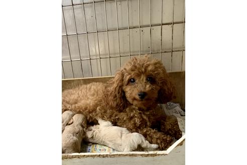 販売中のマルプー:マルチーズ×トイプードルの親犬