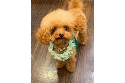 販売中のトイプードルの親犬