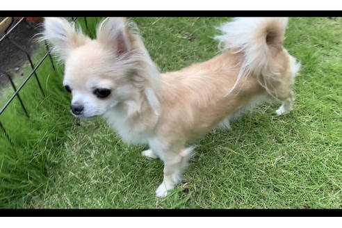 販売中のチワワ(ロングコート)の親犬