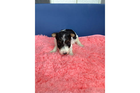 ワイアーフォックステリアのブリーダーを探す ブリーダーナビ