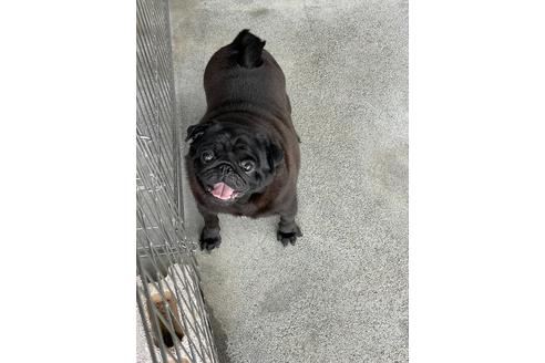 販売中のパグの親犬