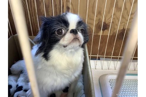 販売中の狆 (チン)の親犬