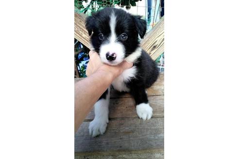 九州 沖縄でボーダーコリーの子犬を探す ブリーダーナビ 九州 沖縄でボーダーコリーの子犬を探す ブリーダーナビ