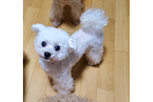 販売中のタイニープードルの親犬