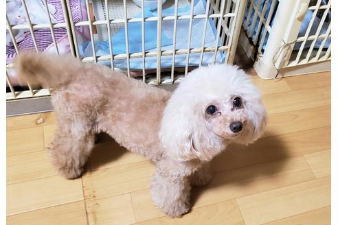 販売中のタイニープードルの親犬