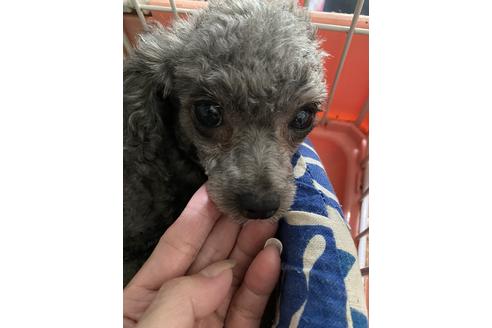 販売中のティーカッププードルの親犬
