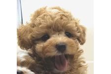 ♀︎マルプー:マルチーズ×トイプードル