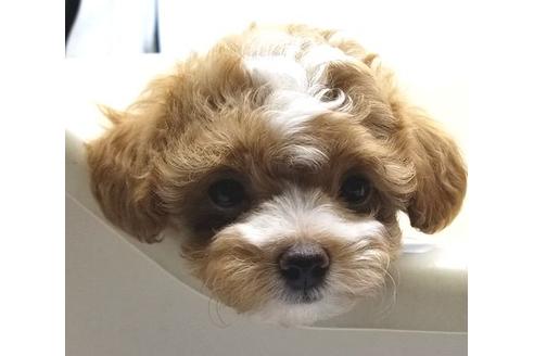 東京都のマルプー 女の子 21 05 18生まれ レッドに近いマルプーの女の子 子犬id ブリーダーナビ 東京都のマルプー 女の子 21 05 18生まれ レッドに近いマルプーの女の子 子犬id ブリーダーナビ