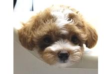 ♀︎マルプー:マルチーズ×トイプードル