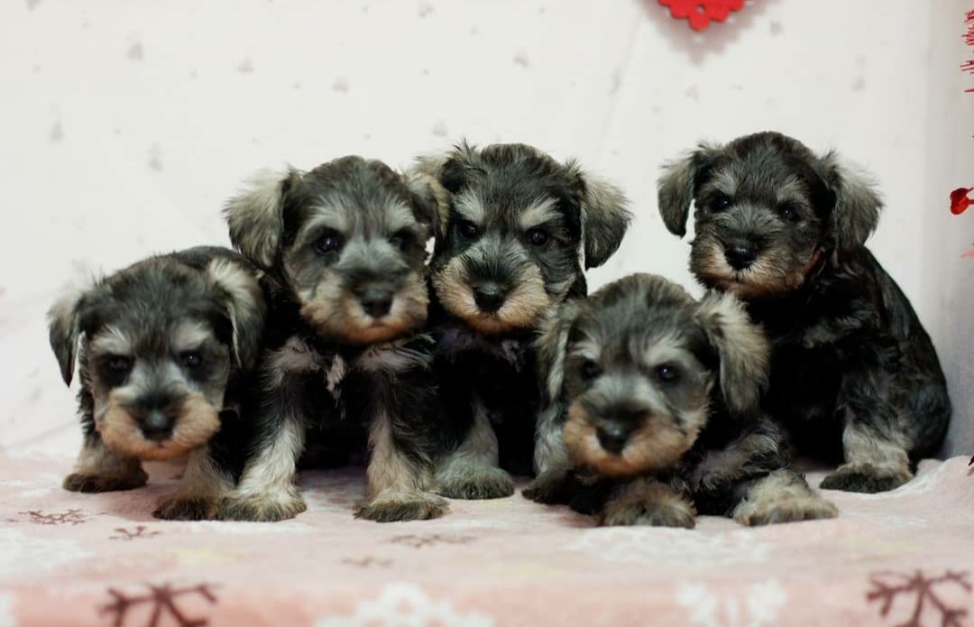 松土ブリーダー